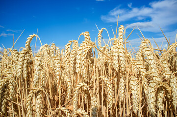 Obraz premium Wheat ears full of grains at cereal field over blue sky