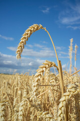 Obraz premium Nice wheat ears plenty of grains at cereal field over blue sky
