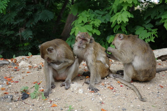 Three monkeys resting in the shade