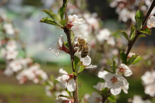 A bee collects honey from plum blossoms