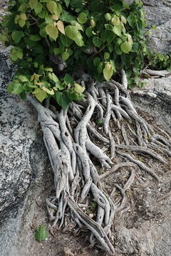 Tree roots on a rock