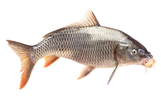 Fish carp isolated on white background