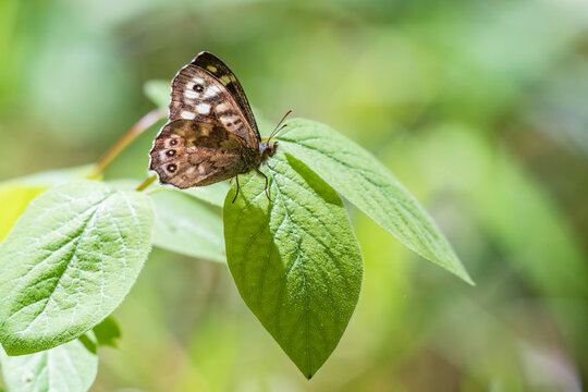 Speckled Wood butterfly (Pararge aegeria) perched on a fresh green leaf in a Latvian forest habitat, captured in natural sunlight with soft background bokeh.