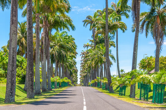 All&eacute;e Dumanoir dans la ville de Capesterre-Belle-Eau
en Guadeloupe &agrave; Basse-Terre, Antilles Fran&ccedil;aises.