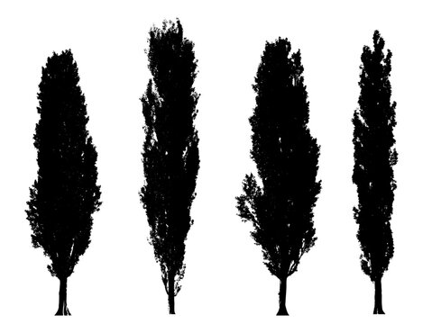 large poplar trees silhouettes (poplar, cottonwood, aspen) isolated premium vector image, black shapes