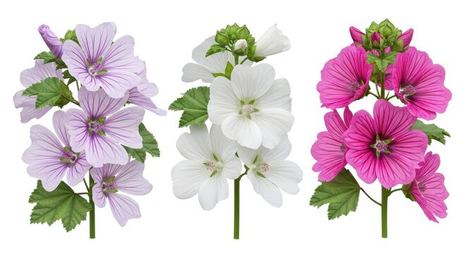 Beautiful Malva Sylvestris Flowers in Lavender, White and Magenta Colors Isolated on White Background