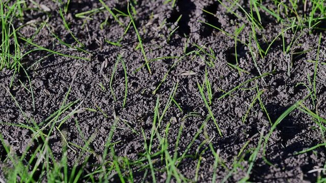 tiny black ants actively scurrying across dark, textured soil interspersed with fresh, delicate green grass shoots bathed in bright natural sunlight.