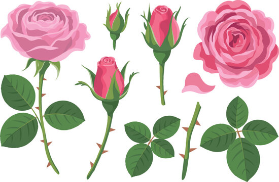 Set of pink roses including blooming flowers buds leaves and stems isolated on transparent background for spring garden decor.