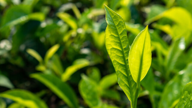 Detailed horizontal shot focusing on a single fresh green tea bud with beautiful sunburst light highlighting the leaf texture.
