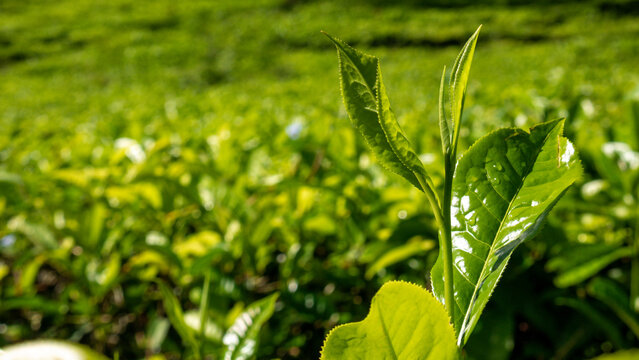Detail with a sharp focus on a young green tea sprout, contrasting beautifully against a soft bokeh of a wide tea field.