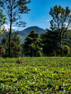 A stunning vertical perspective of lush green tea fields featuring tall tropical trees and a prominent blue mountain slope under clouds.
