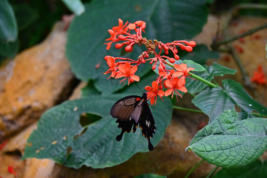 Un papillon rouge noir et blanc, papilio memnon, butine une fleur rouge, orang&eacute;e