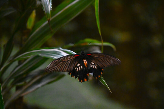 Femelle du papillon Grand Mormon, noir, blanc et rouge, papilio memnon