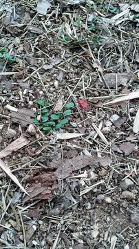 Red cotton stainer bug crawling on dry leaves on the ground