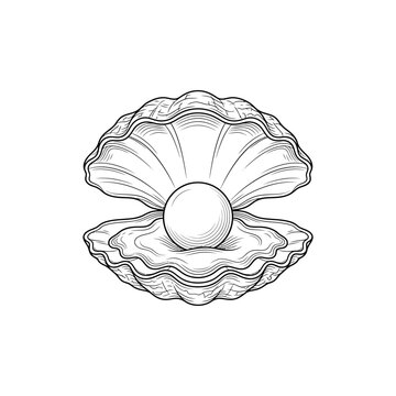 Open oyster shell with pearl inside, hand-drawn illustration