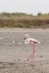 Greater flamingo (Phoenicopterus roseus) on the beach in the Camargue, France. © DirkR