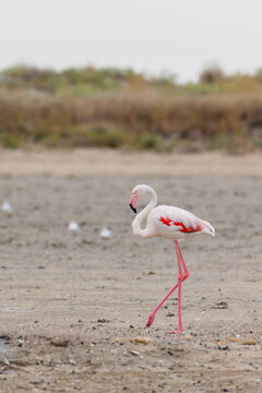 Greater flamingo (Phoenicopterus roseus) on the beach in the Camargue, France.