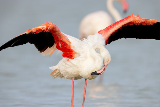 Greater flamingo (Phoenicopterus roseus) cleaning its feathers in the shallow water of a lagoon in the Camargue, France.