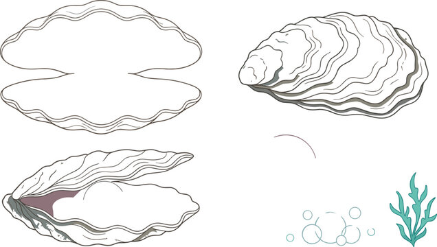 Oyster Shell with Pearl Vector Line Art Set with Open and Closed Clam Seashell Elements for Marine Seafood and Beach Graphic Designs