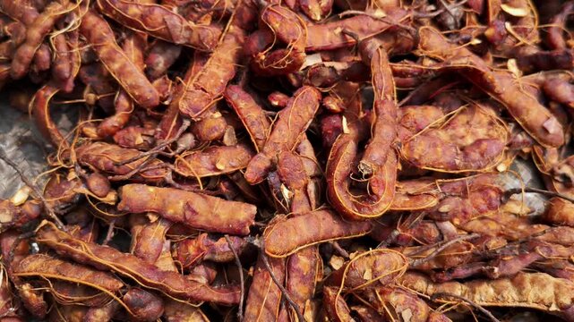 Peeled Tamarind Stack or Imli Stack in Sunlight for Drying