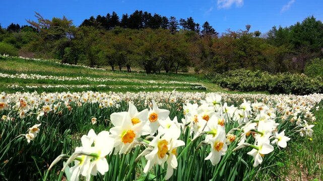 玉川公園のスイセン