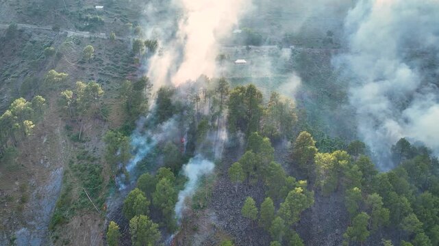 Drone view of natural disaster forest fire burning green forest.