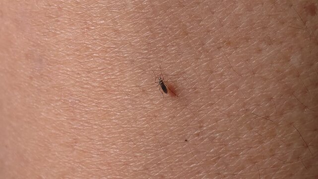 Mosquitoes are biting and sucking blood from the leg.