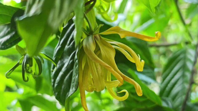 Ylang-Ylang Flowers on tree