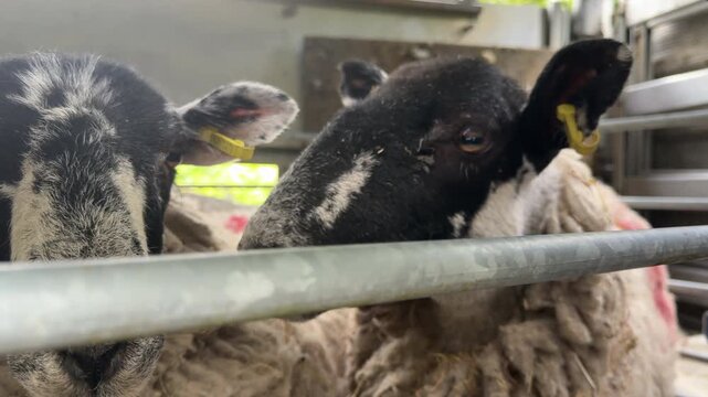 Sheep in a pen waiting to be sheered  or waiting of slaughter UK 4K
