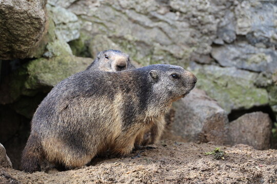 Close-up of a pair of marmots in the Grimsel Pass Marmot Park, Switzerland