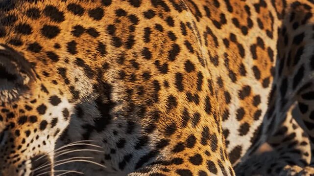 Close up of a wild jaguar with beautiful spotted fur