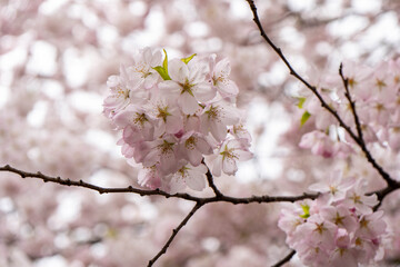 Fototapeta premium Beautiful Japanese cherry blossom flowers with soft pink petals on a blurred background. Delicate spring floral scene perfect for wallpaper or background use.