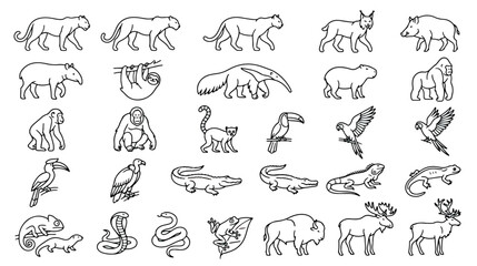 Minimalist jungle animal line art icons, set of 30 tropical wildlife vector illustrations, black and white exotic fauna silhouettes for educational design © Ch