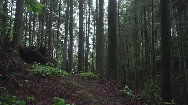 Section Between the 45th and 44th Stone Markers on the Koyasan Choishimichi Pilgrimage Trail, Koya Town, Wakayama, Japan　「高野参詣道 町石道45町石・44町石区間」和歌山県高野町