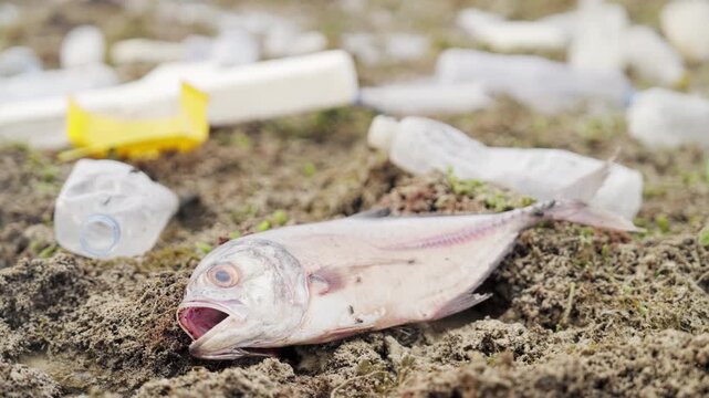 dead fish surrounded by plastic water bottles on rocky shore, water pollution, fly insects feeding on animal flesh