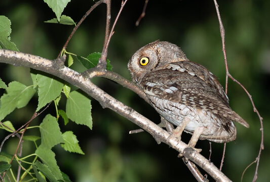 Eurasian scops owl perched on a birch branch at night