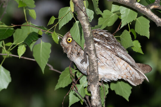 Camouflaged Eurasian scops owl peeking through birch leaves at night