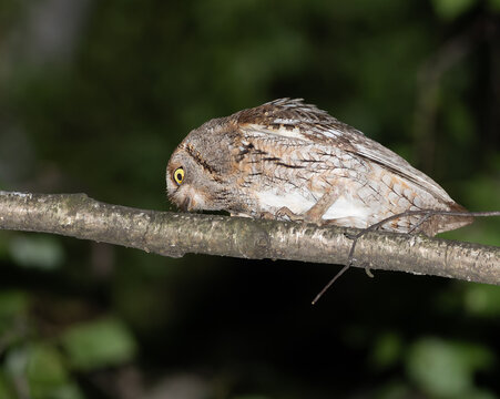 Eurasian scops owl bending down on a tree branch at night