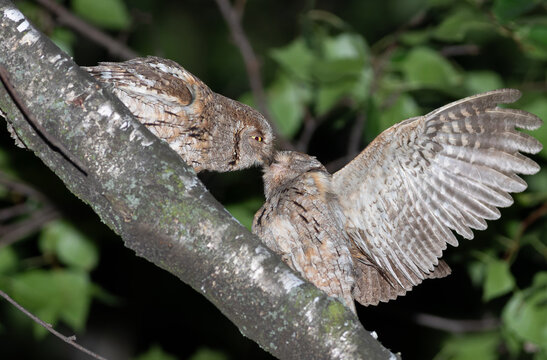Eurasian scops owl couple kissing with open wing during courtship ritual