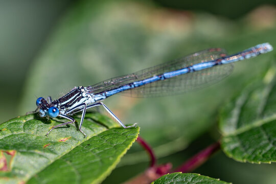 Blue-tailed damselfly (Platycnemis pennipes) perched on a green leaf in Latvia. Detailed macro photograph showing blue eyes, slender body and transparent wings in natural light.