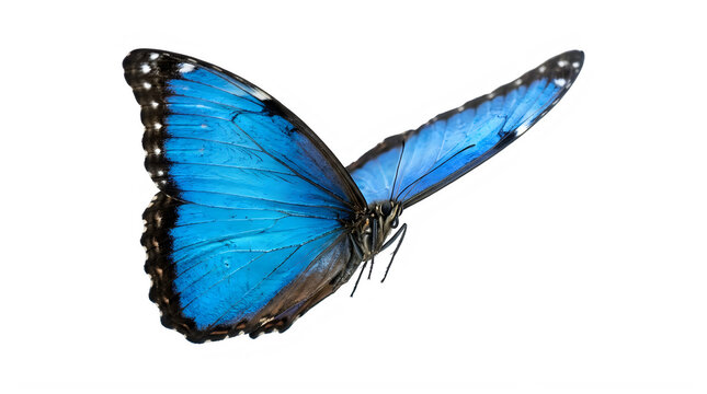 Blue morpho butterfly in flight isolated on transparent background