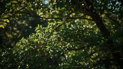 Fototapeta premium Lush Green Tree Branches with Bright Sunlight Filtering Through Foliage