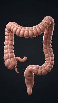 Anatomical illustration of the human large intestine showing the colon, cecum, rectum, and appendix isolated against a dark professional background.