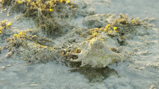 spider conch shell, lambis lambis, a species of large sea snail seashell, a marine gastropod mollusk in the family strombidae, indonesia, southeast asia
