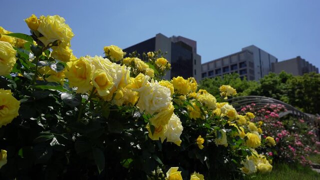 Beautiful roses blooming in the French-style garden at Hongo Kyusuijo Park in Tokyo,
