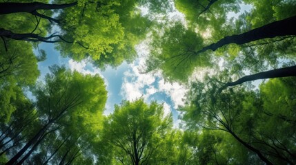 Fototapeta premium Low Angle View of Lush Green Forest Canopy