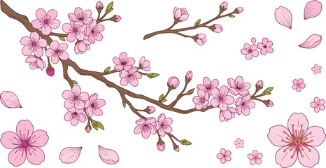 Cherry blossom branch element set with pink sakura flowers and flying petals for spring seasonal decoration vector illustration © Sukhi