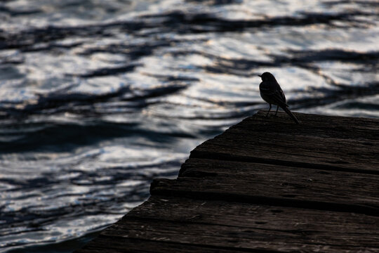 A delicate bird perches on timeworn boards above restless lake waves forming a simple silhouette study that emphasizes motion in the water and stillness on the dock