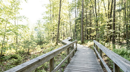 Fototapeta premium Scenic forest boardwalk for nature escape and eco-friendly exploration