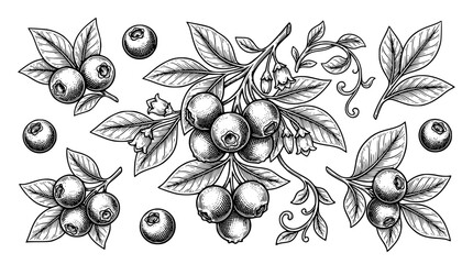 Detailed botanical blueberry element set hand drawn forest berry branches with leaves vector illustration isolated on white background © Kulsum